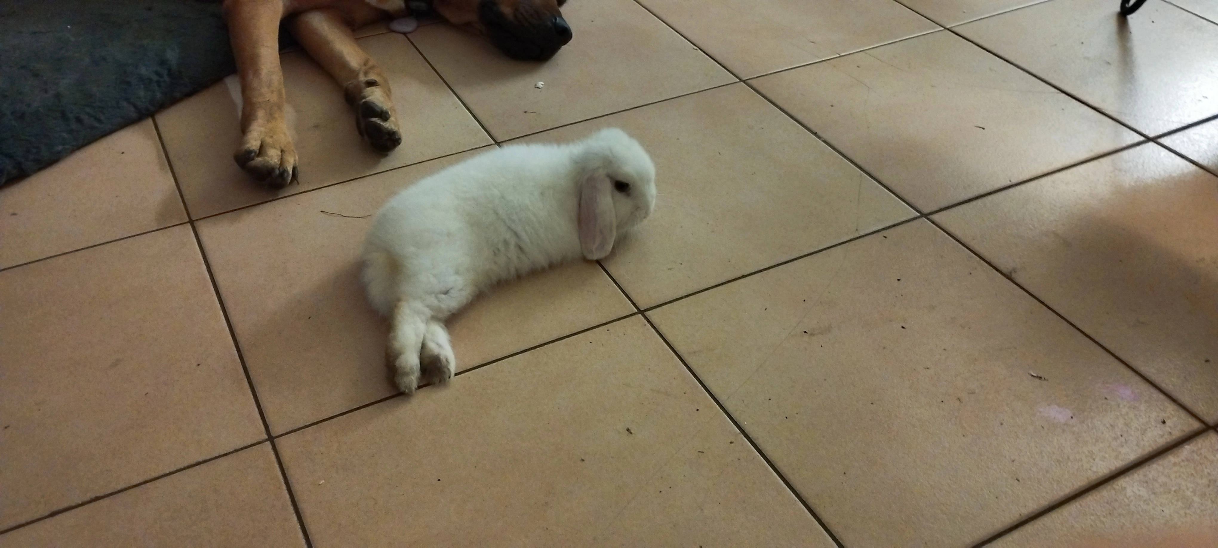 BLANKET  - Rue de Renou, La Roche-sur-Yon