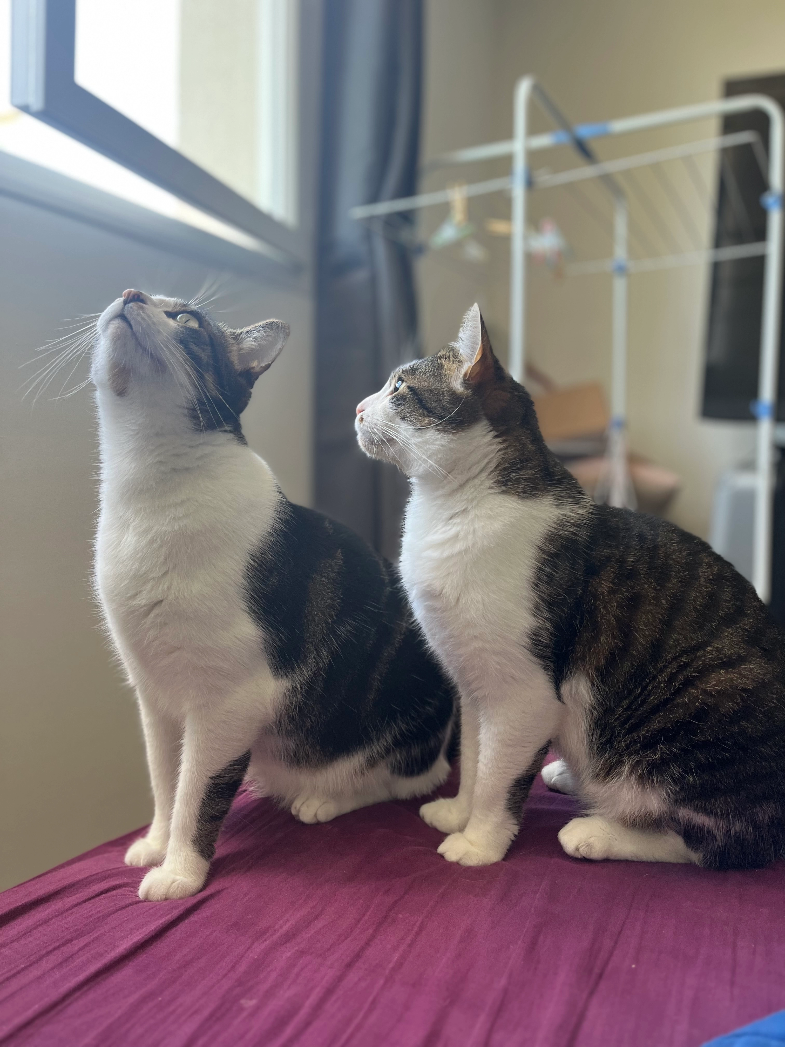 Lilo - Rue Aristide Briand, Courville-sur-Eure