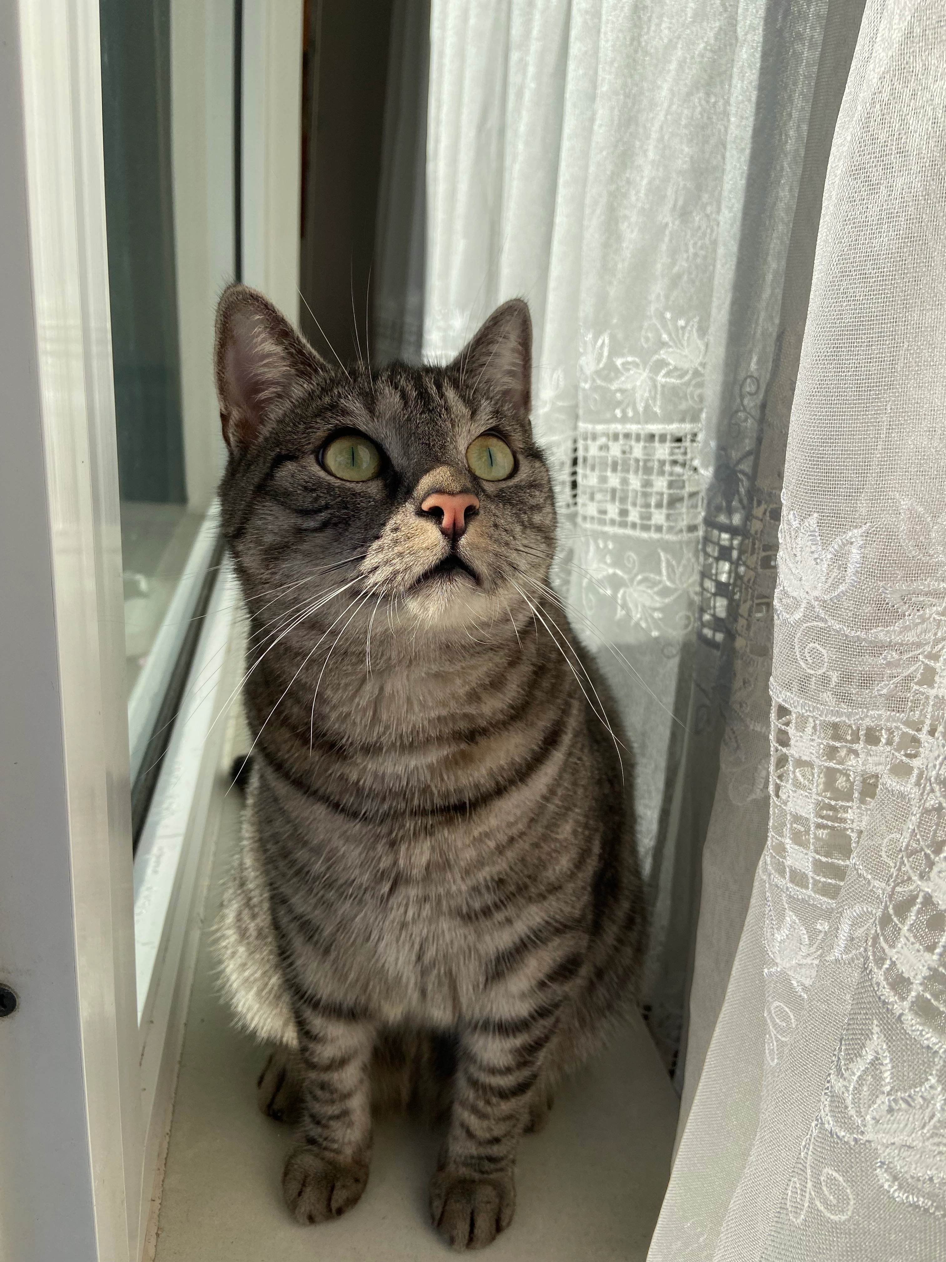 Tyson - Oisterwijker Straße, Dreieich