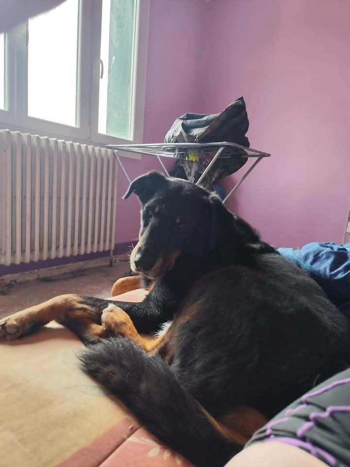 Janvier et chyva un beauceron cl - 628 Rue des Bleuets, Amilly