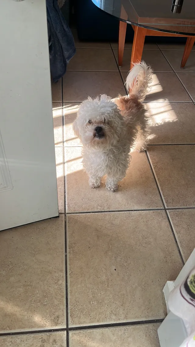 Milo - Glenfield St, San Diego