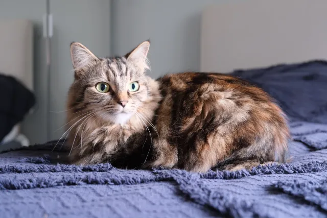 Zelda - SW15 1, London