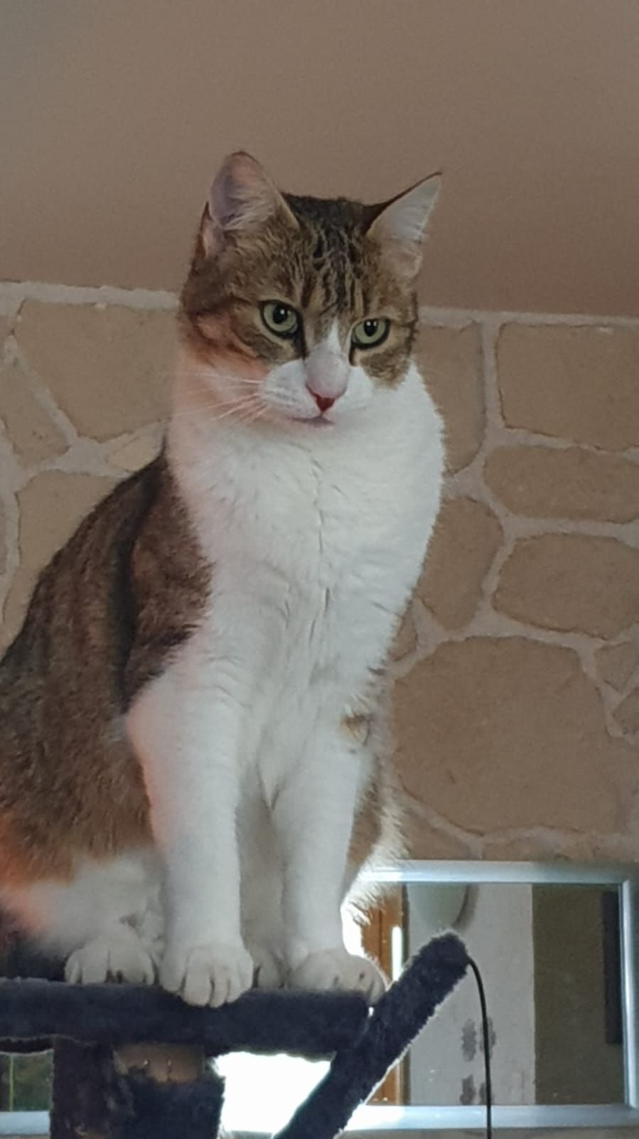 Pistache - 4 Chemin de Capdepon, Ogenne-Camptort