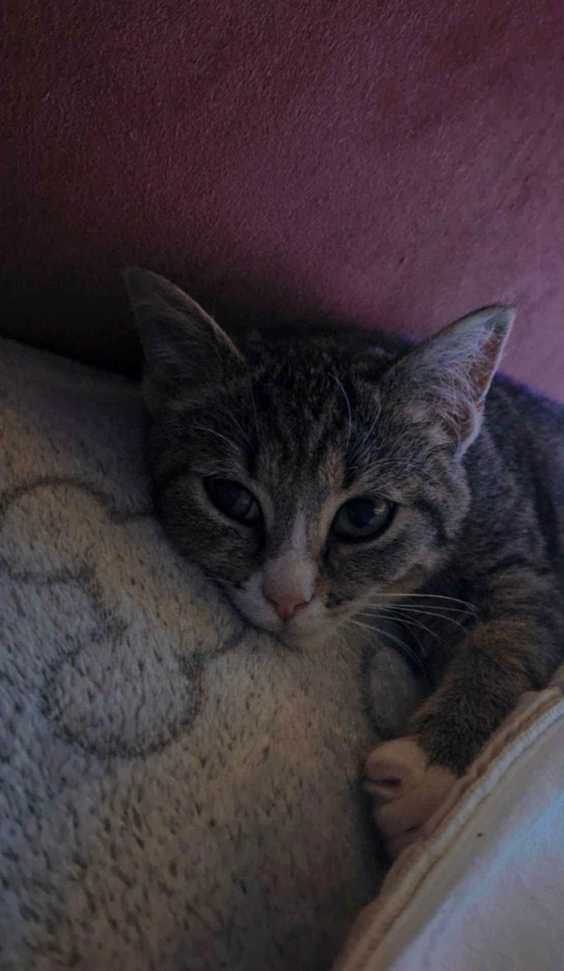 Monkey - Rue Califice 65, Seraing