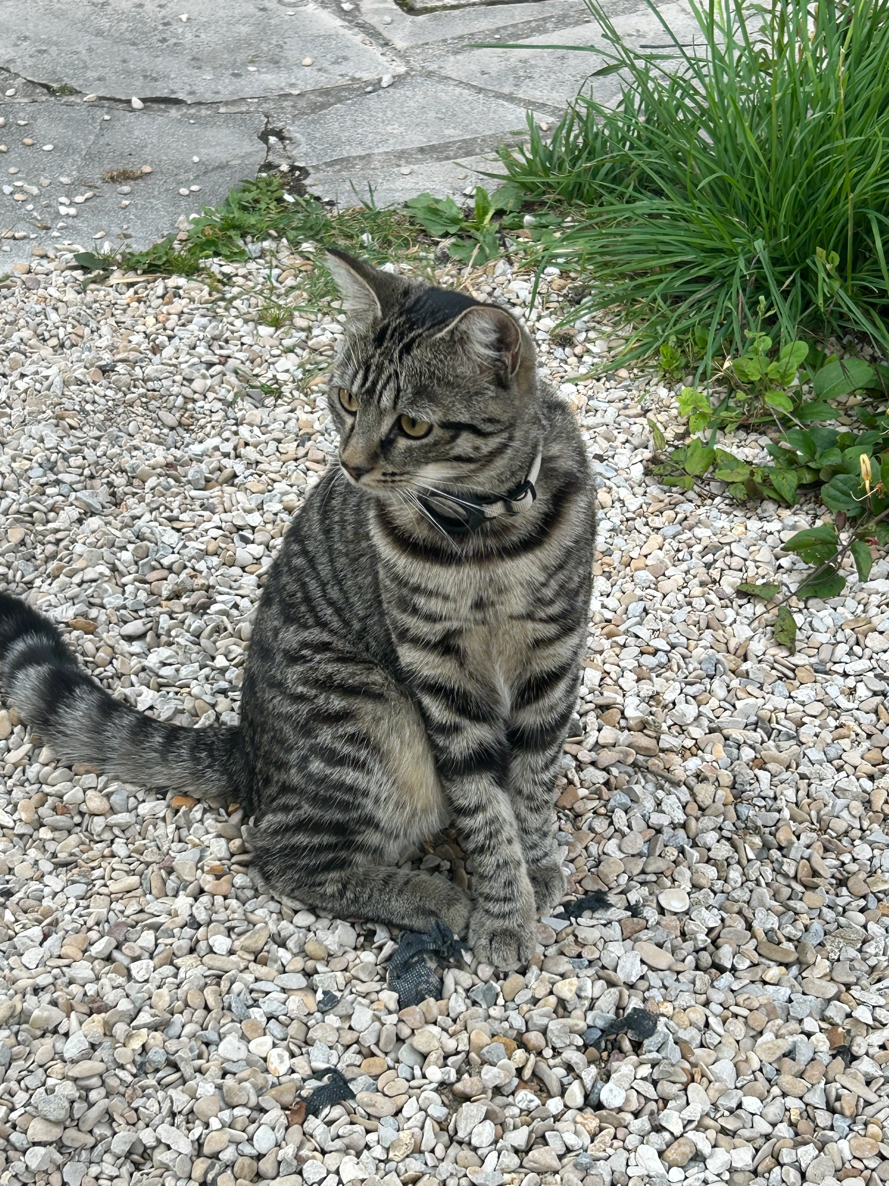 Bagherra - Rue Henri Dunant, La Ferté-Gaucher