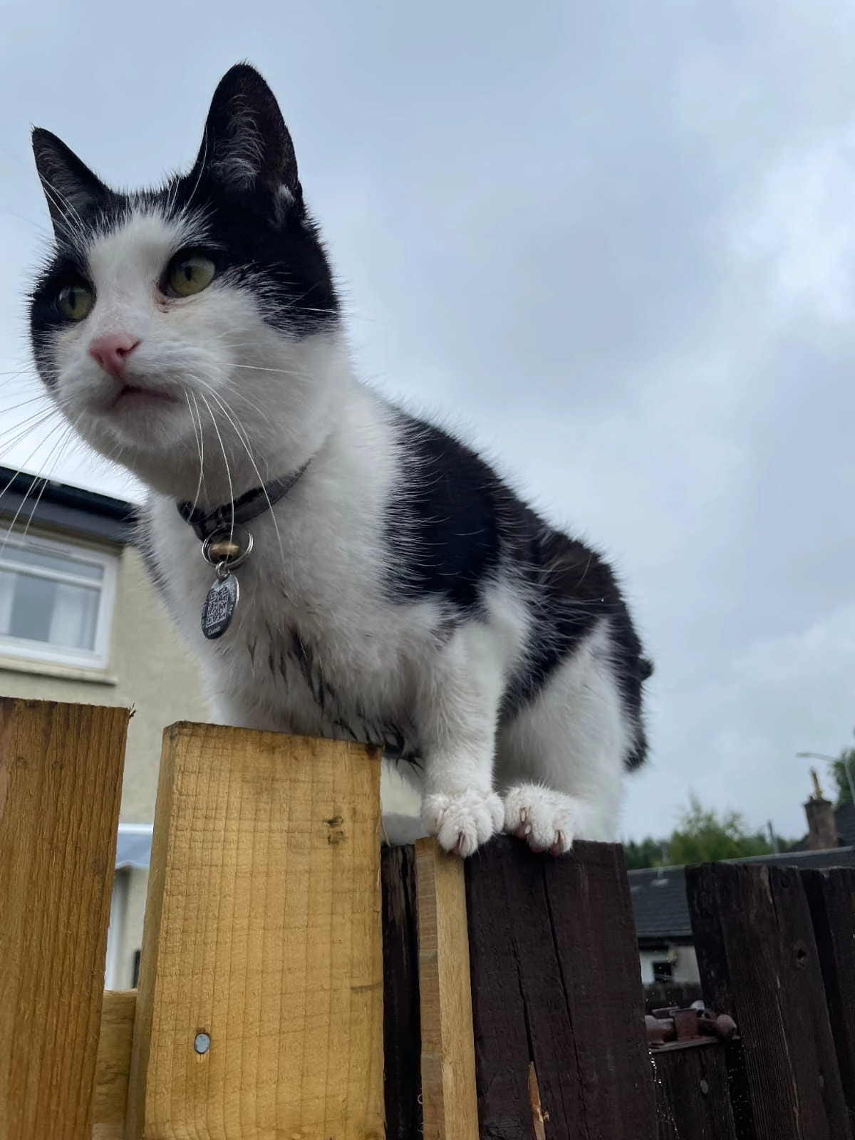 Akikho - Wilkie Drive, Motherwell