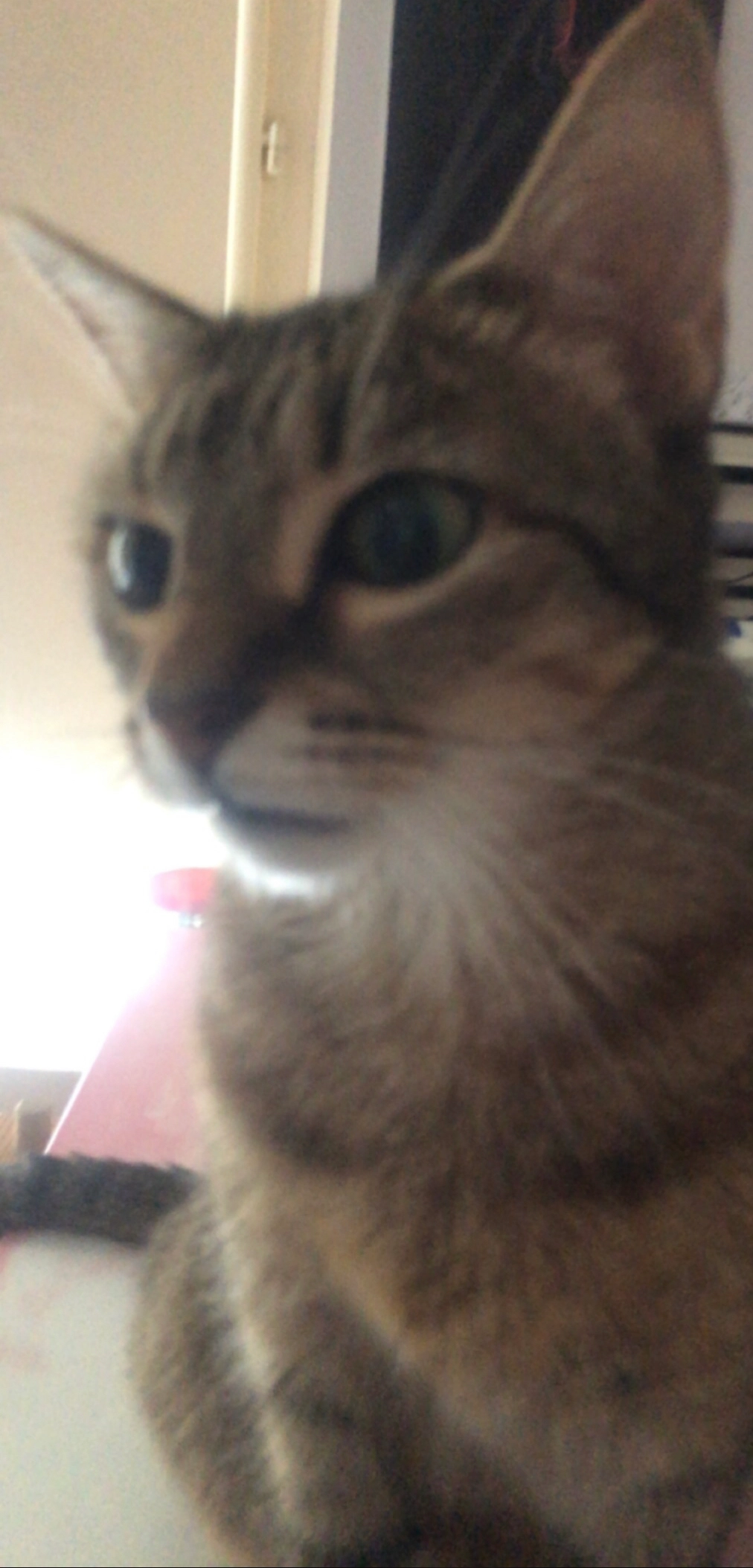 Sophia - Chemin du Vieux Pavé de Bruyères-le-Châtel, Bruyères le châtel 