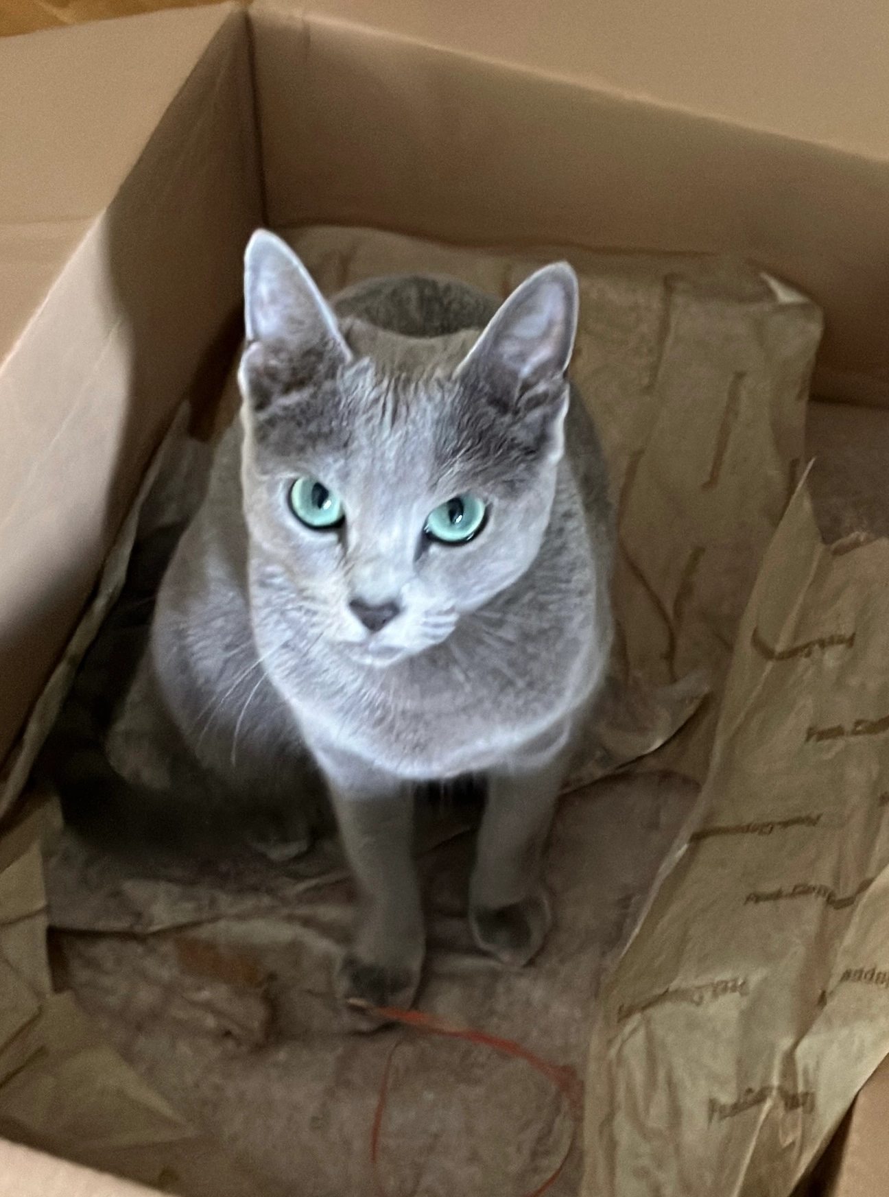 Kira - Ernst-Moritz-Arndt-Straße, Kronberg im Taunus