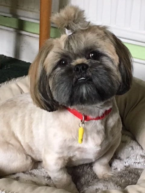 Puszek - Tirrington, Peterborough