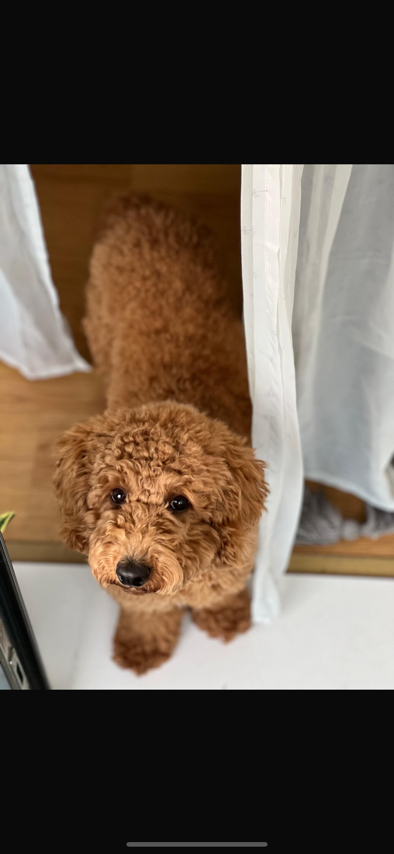 Buddy - High Street, London