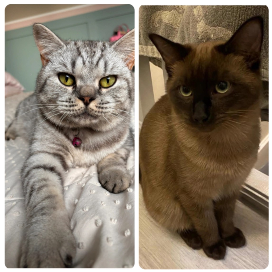 Mr biscuits and Delphi - Springfield Pastures, Nottingham