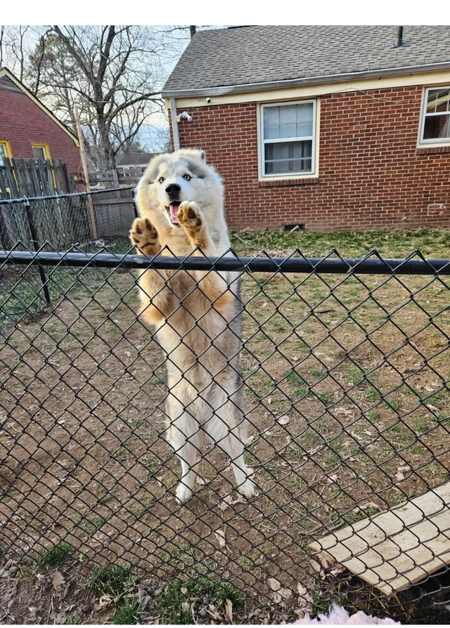 Snoopy - 3385 Mimosa Dr, Nashville