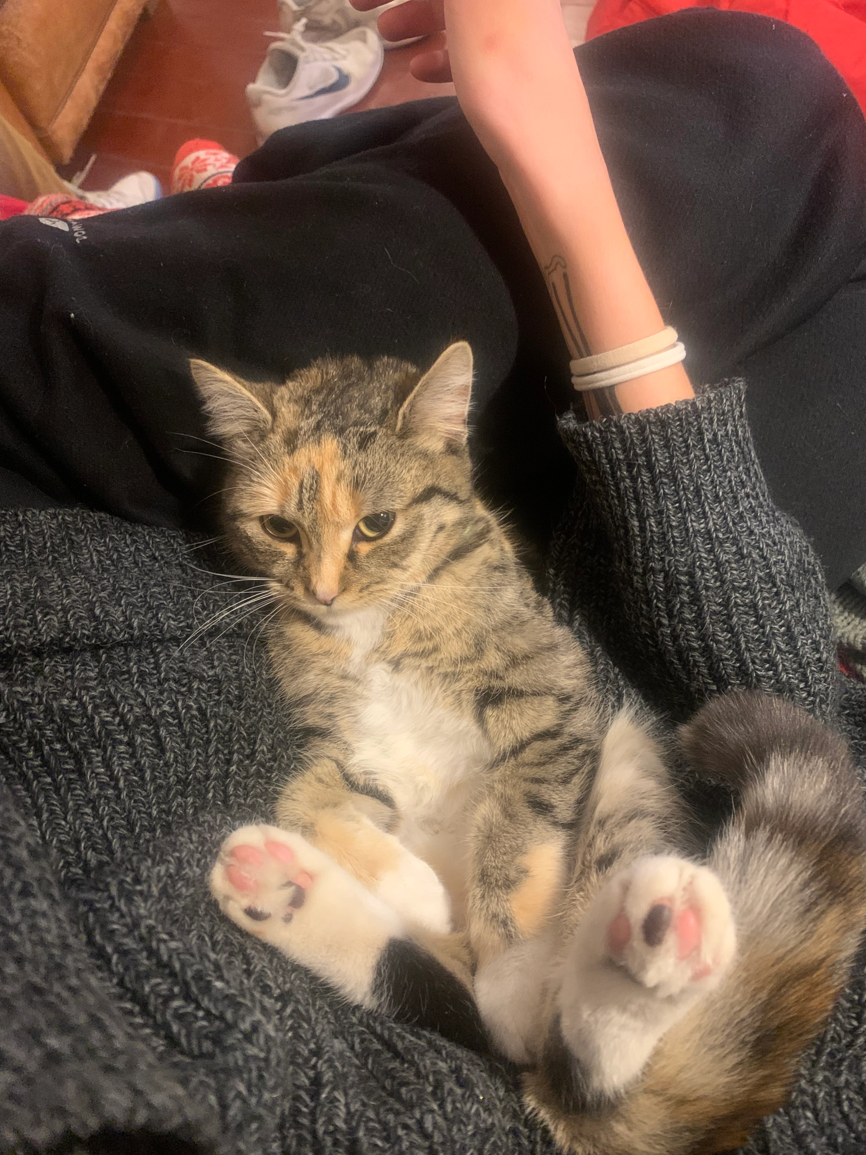 pitchoune - quartier st martin , Rennes