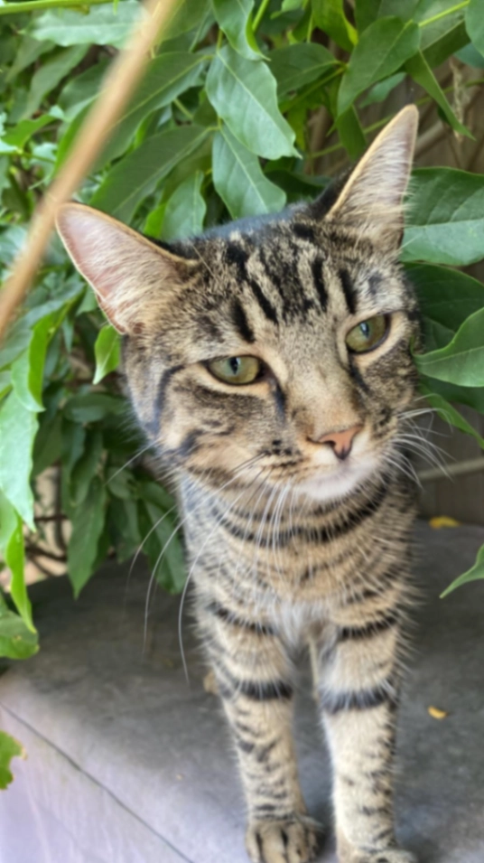 Matilda - Chiddingstone Street, London