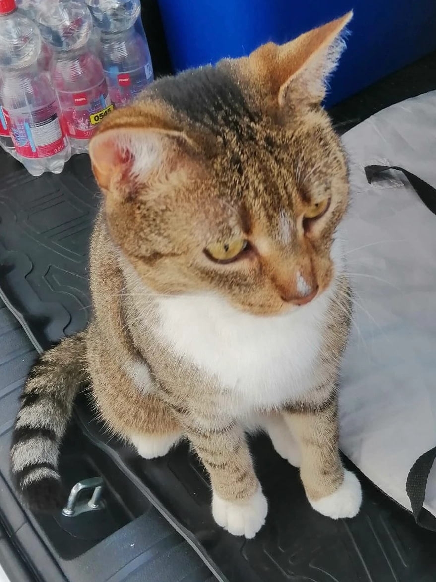 Simba - Bochumer Straße, Recklinghausen