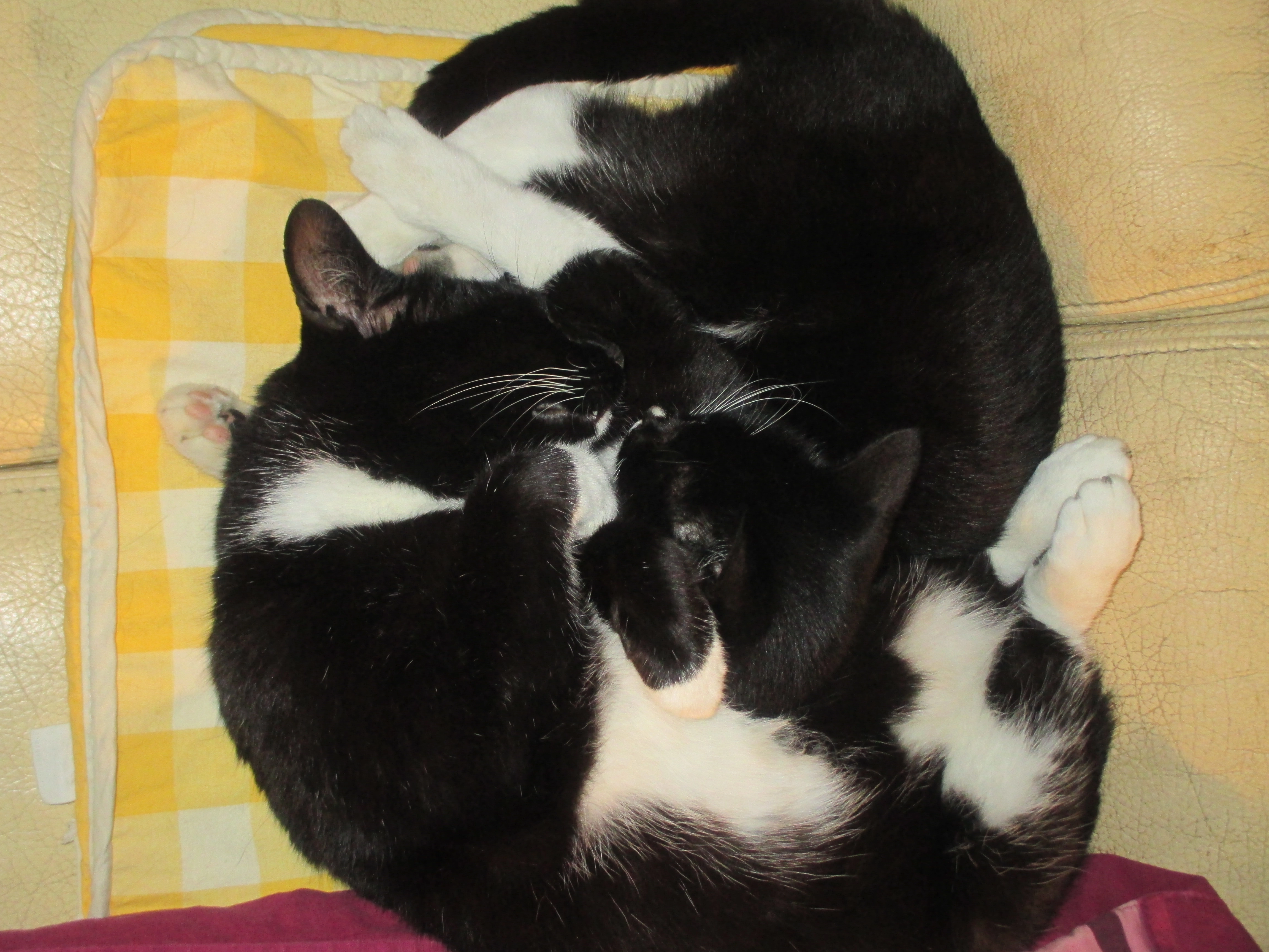 Minoe - Minister Tacklaan 91, Kortrijk