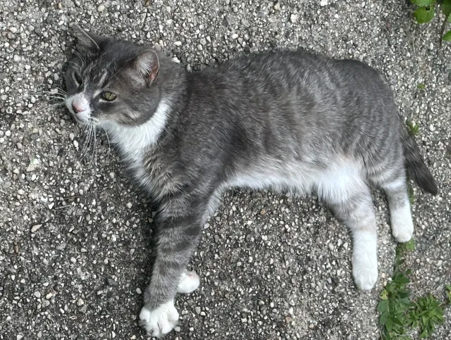 Tracy - Minerva Dr, Yonkers