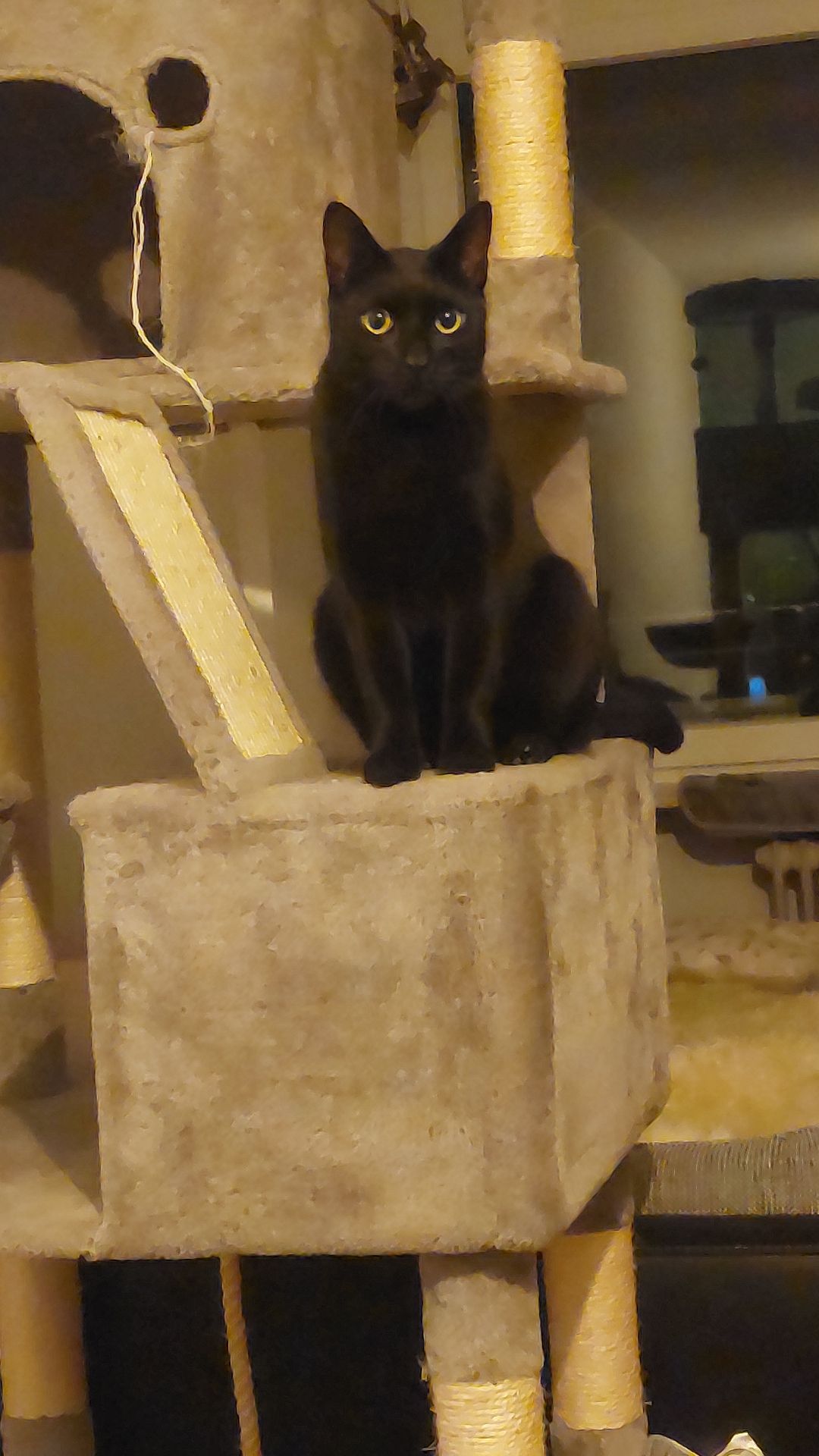 Loki - Sundgauallee, Freiburg im Breisgau