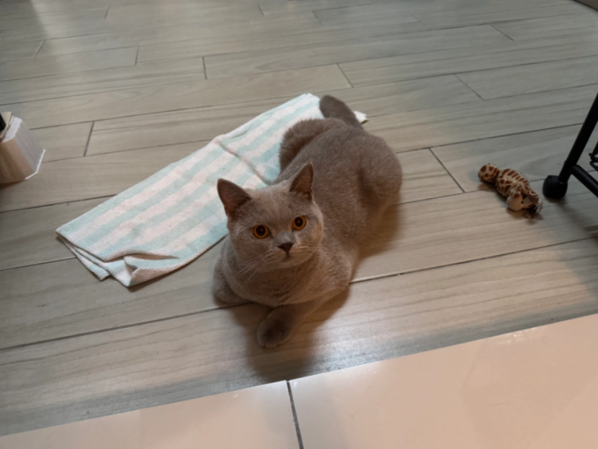 Leo - Jalan S.P. 17A, Sungai Buloh