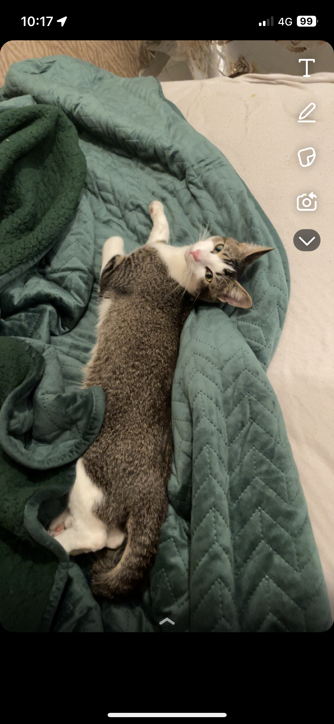 Mimichat  - La Méridienne, Peyre en Aubrac