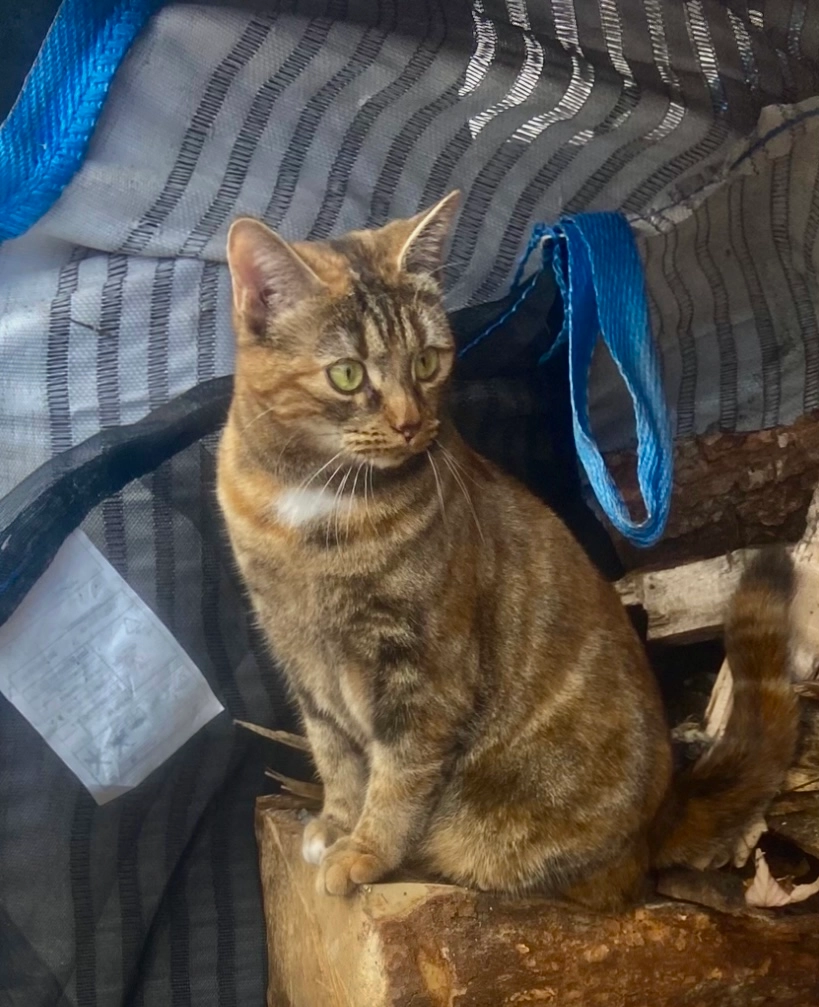 Luzi - Dörfjistrasse 4, Klosters