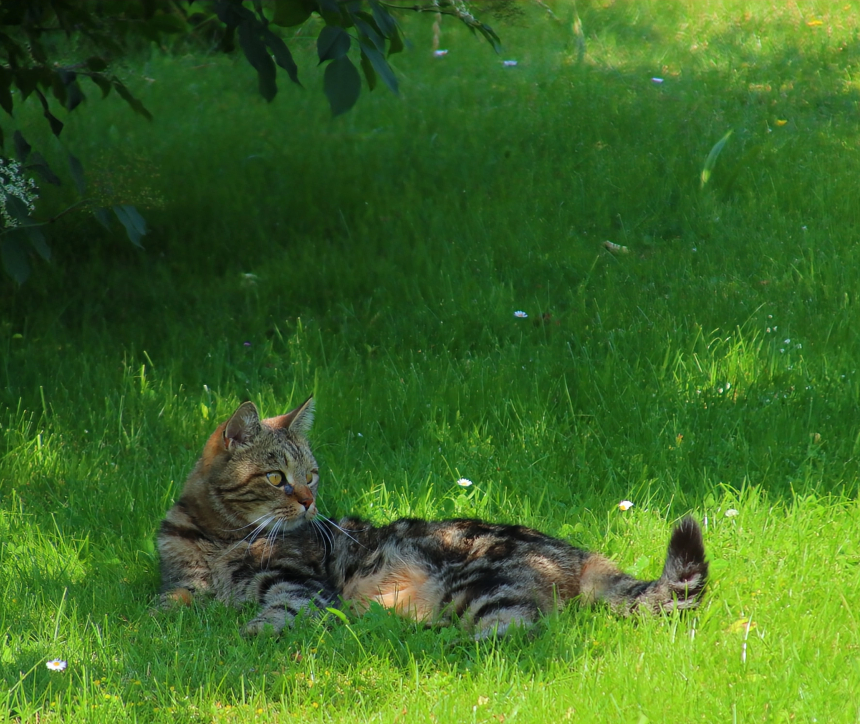 Bärli - Kokeschwaldstraße, Amstetten