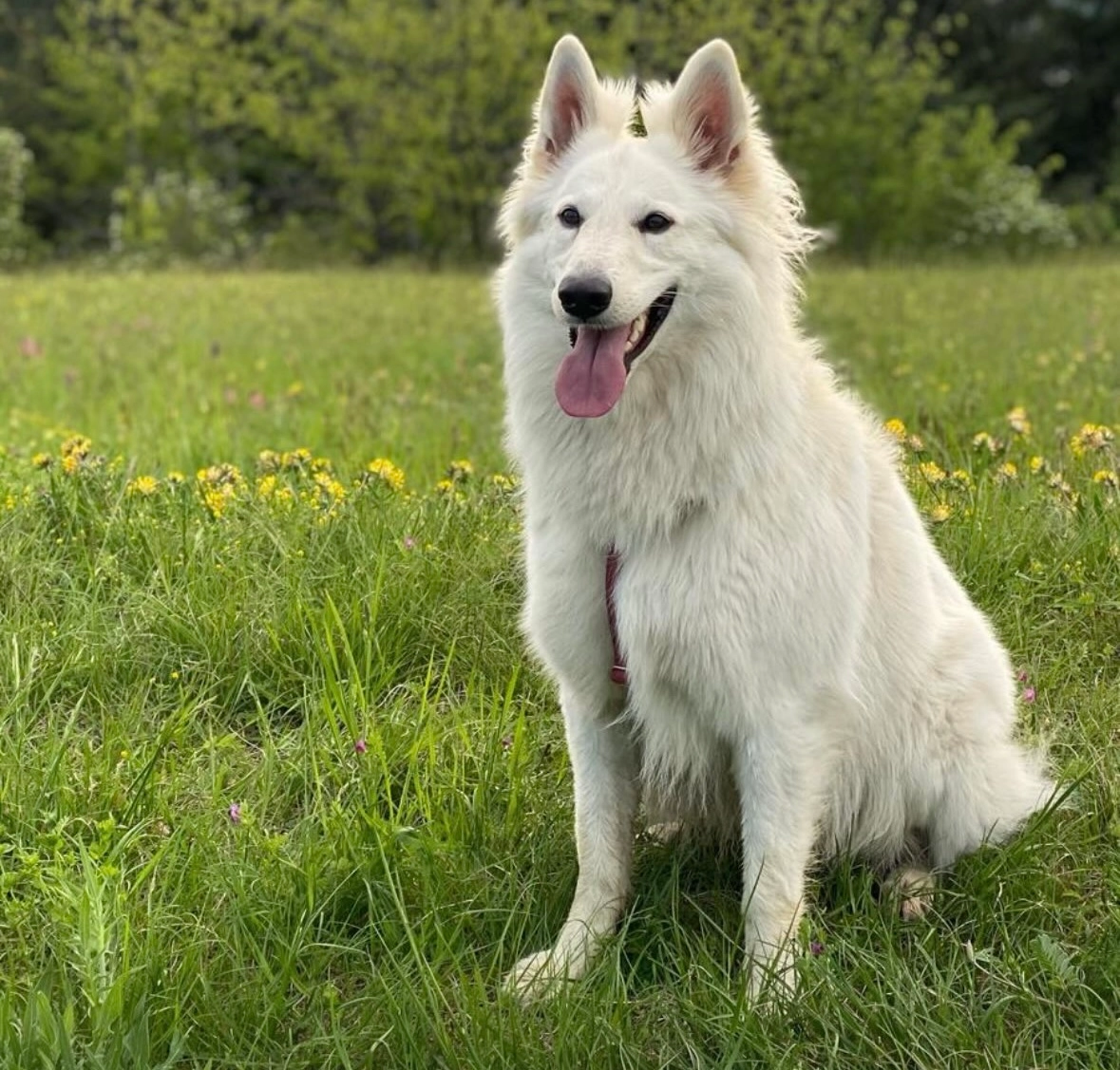 Tia - Avenue d'Albion, Aix-les-Bains