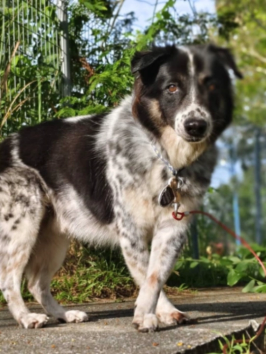 Patches - Lorong Bukit Kristal 4/2, Labu