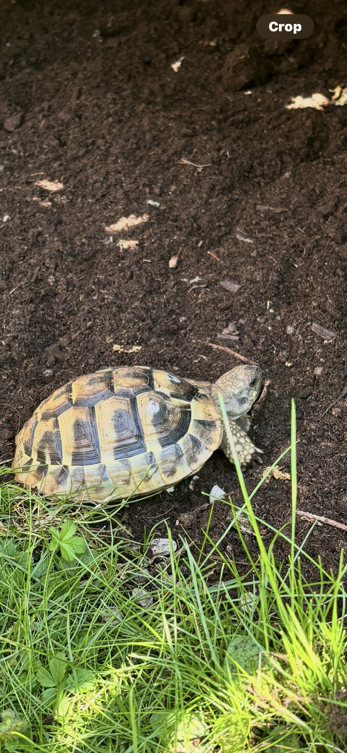 Schildi - Breitenanger, Bad Wiessee