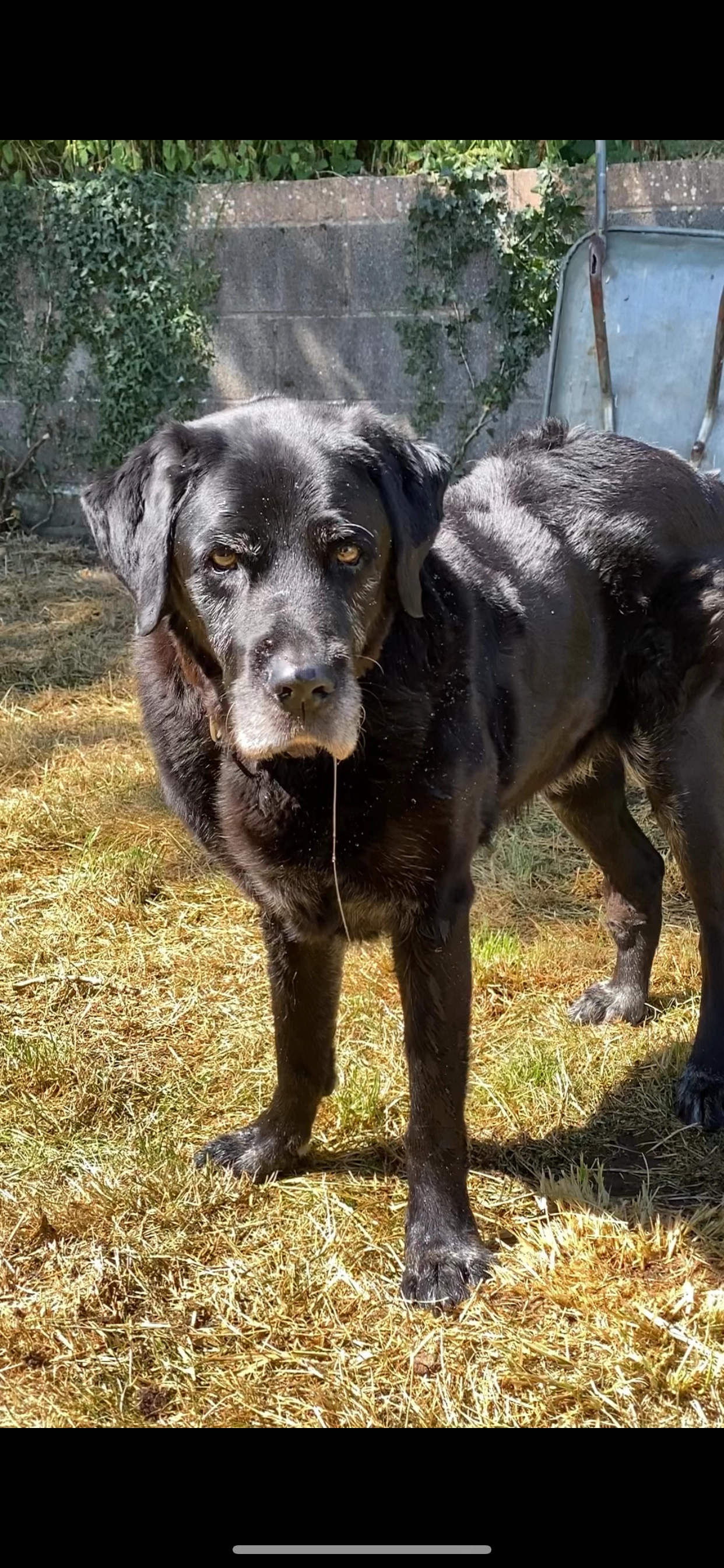 Arthur - Ty Nant, Caerphilly County Borough