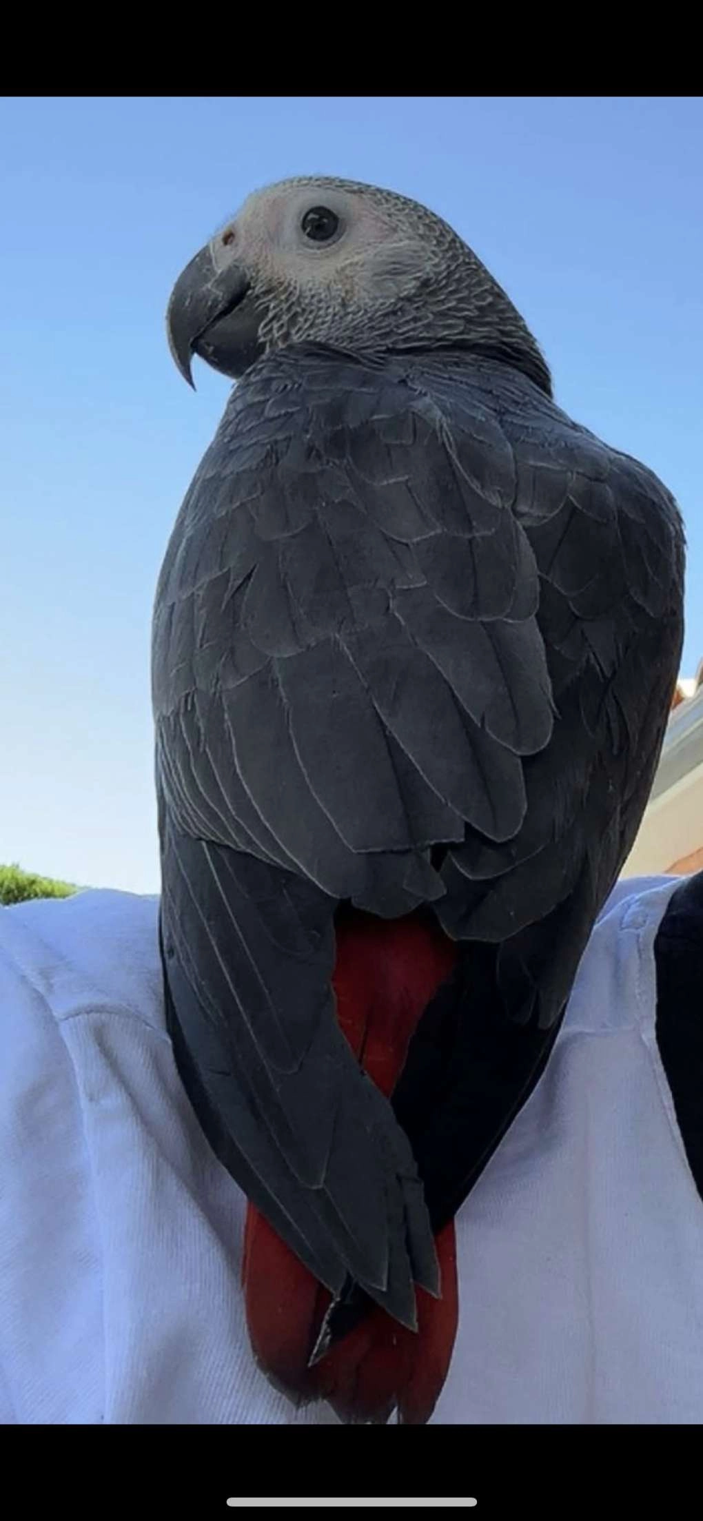 Zazou  - Rue Du Puech, Le Bez