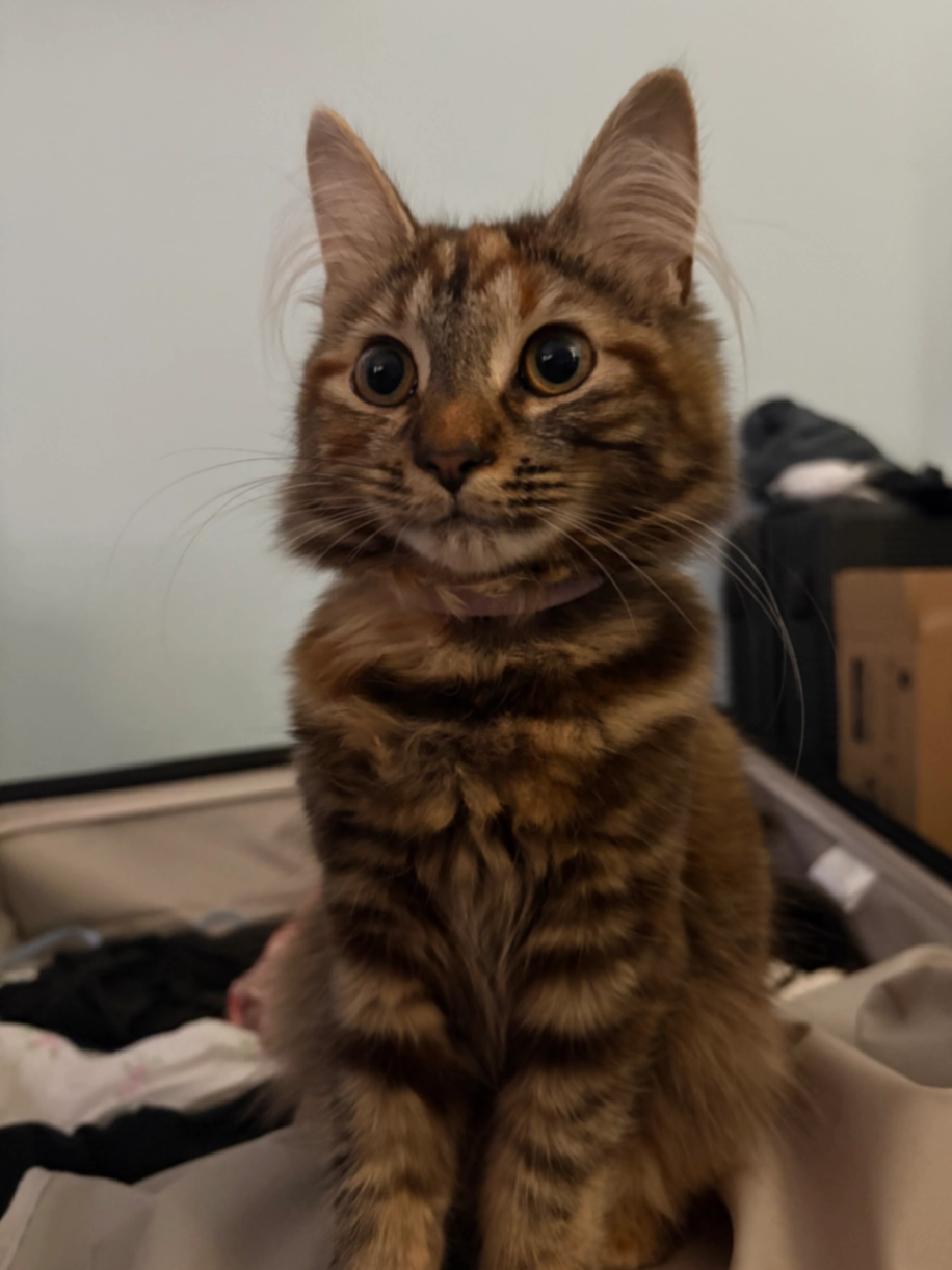 Lizzy - A1033, Withernsea