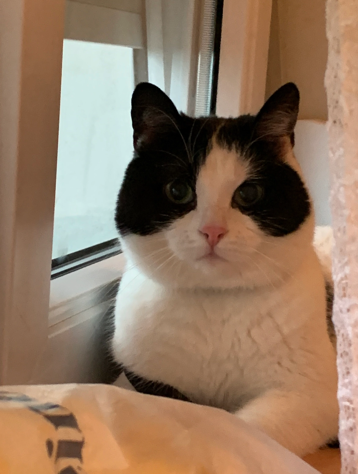 Cicka - Neubaustraße 19, Sankt Valentin