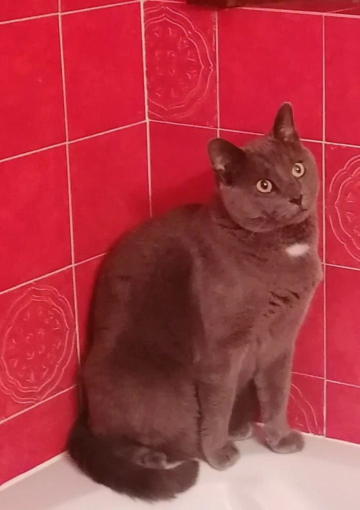 Loki - Herentalse Steenweg 102, Herenthout