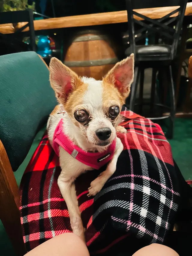 Coco - 215 Memphis Ave, Huntington Beach