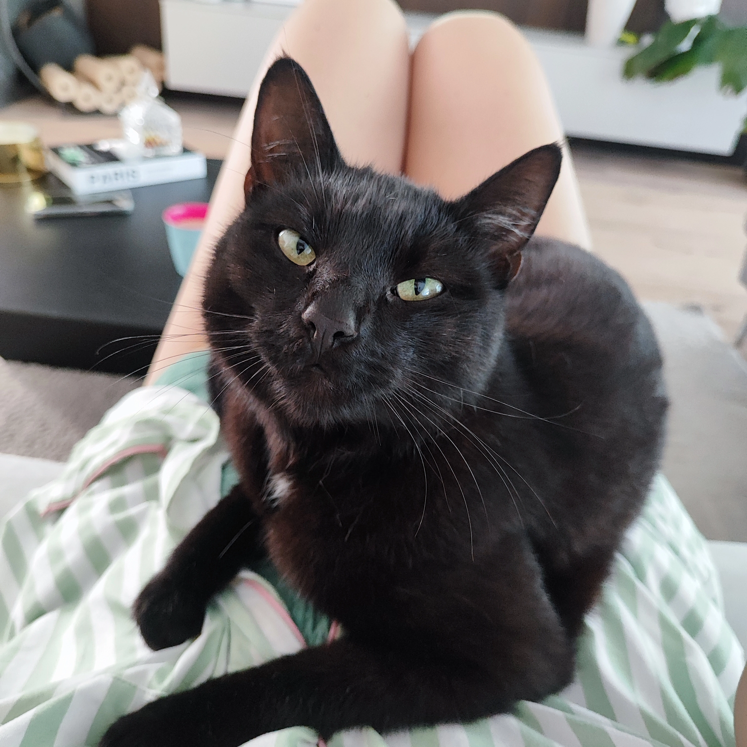 Mimi - Hofbauerweg 17, Pasching