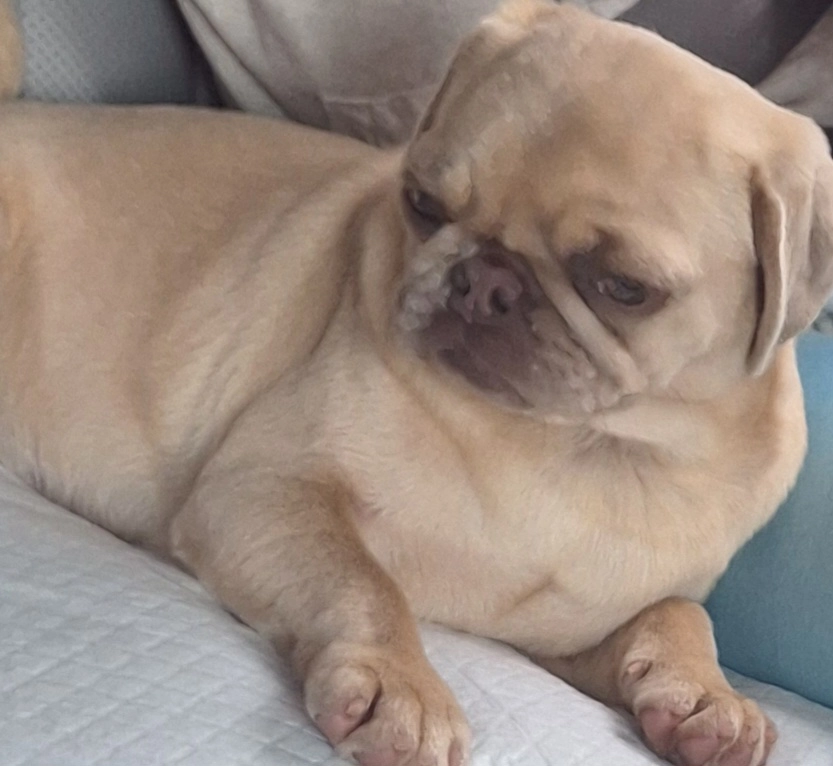 Roxie - Dainų gatvė, Šiauliai