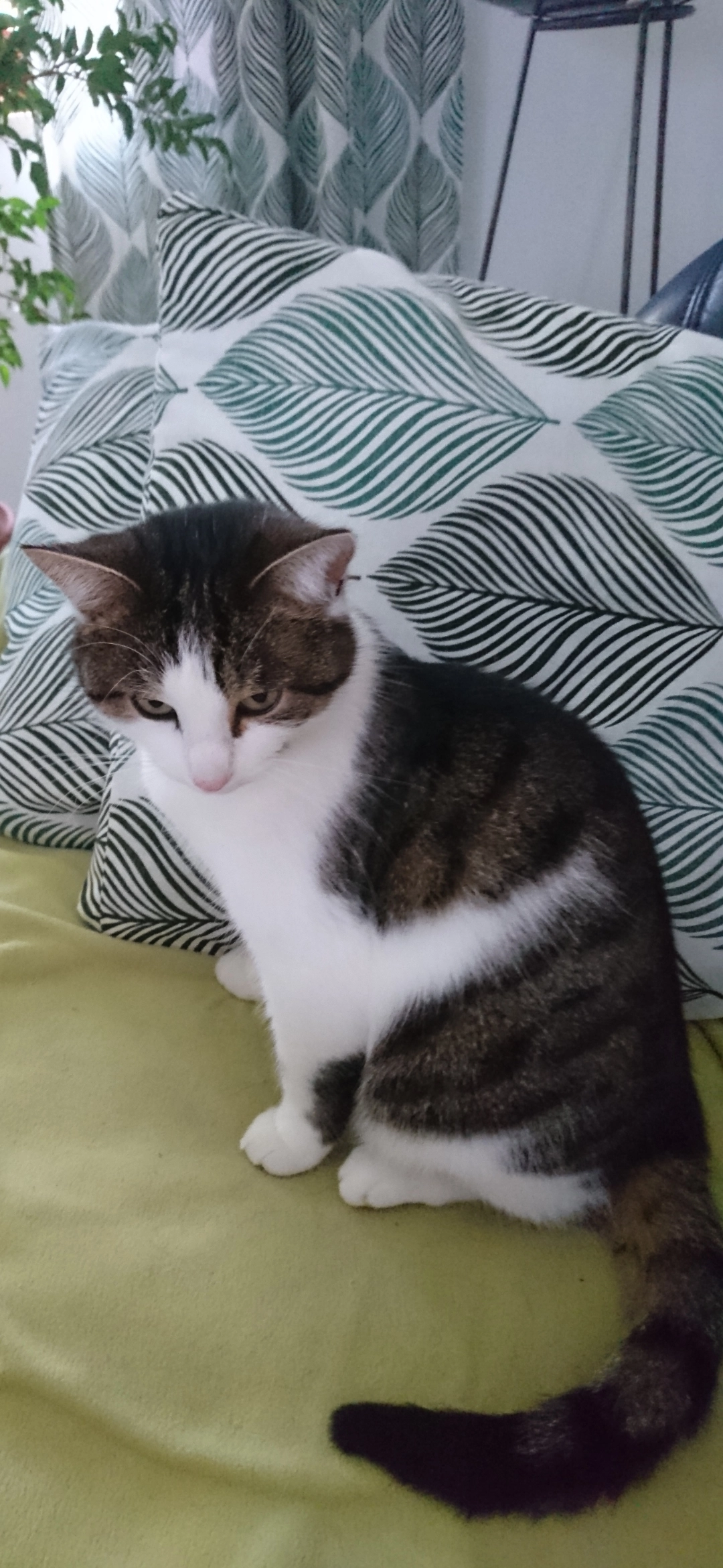 Bella - Tulpenstraße, Walkertshofen