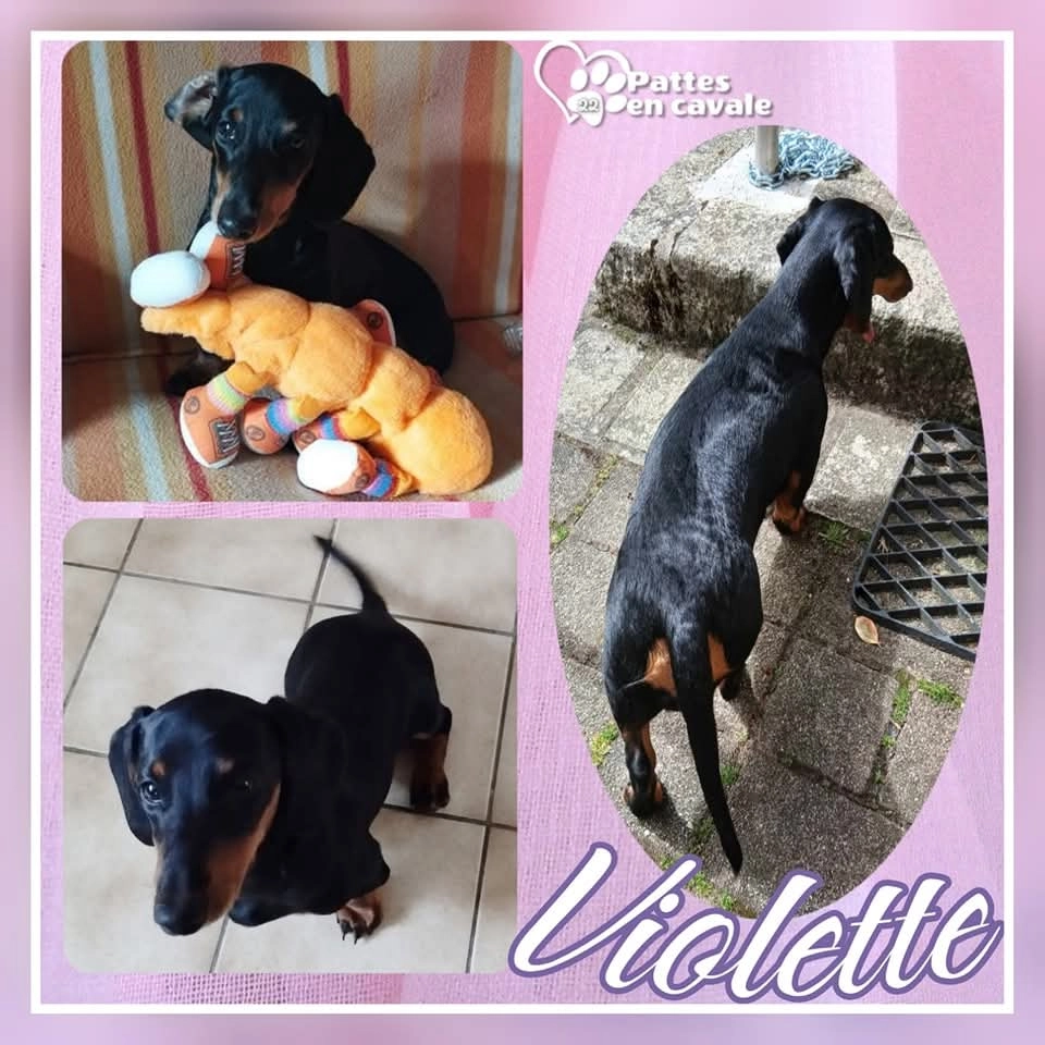 Violette  - Route de Magoar, Kerien