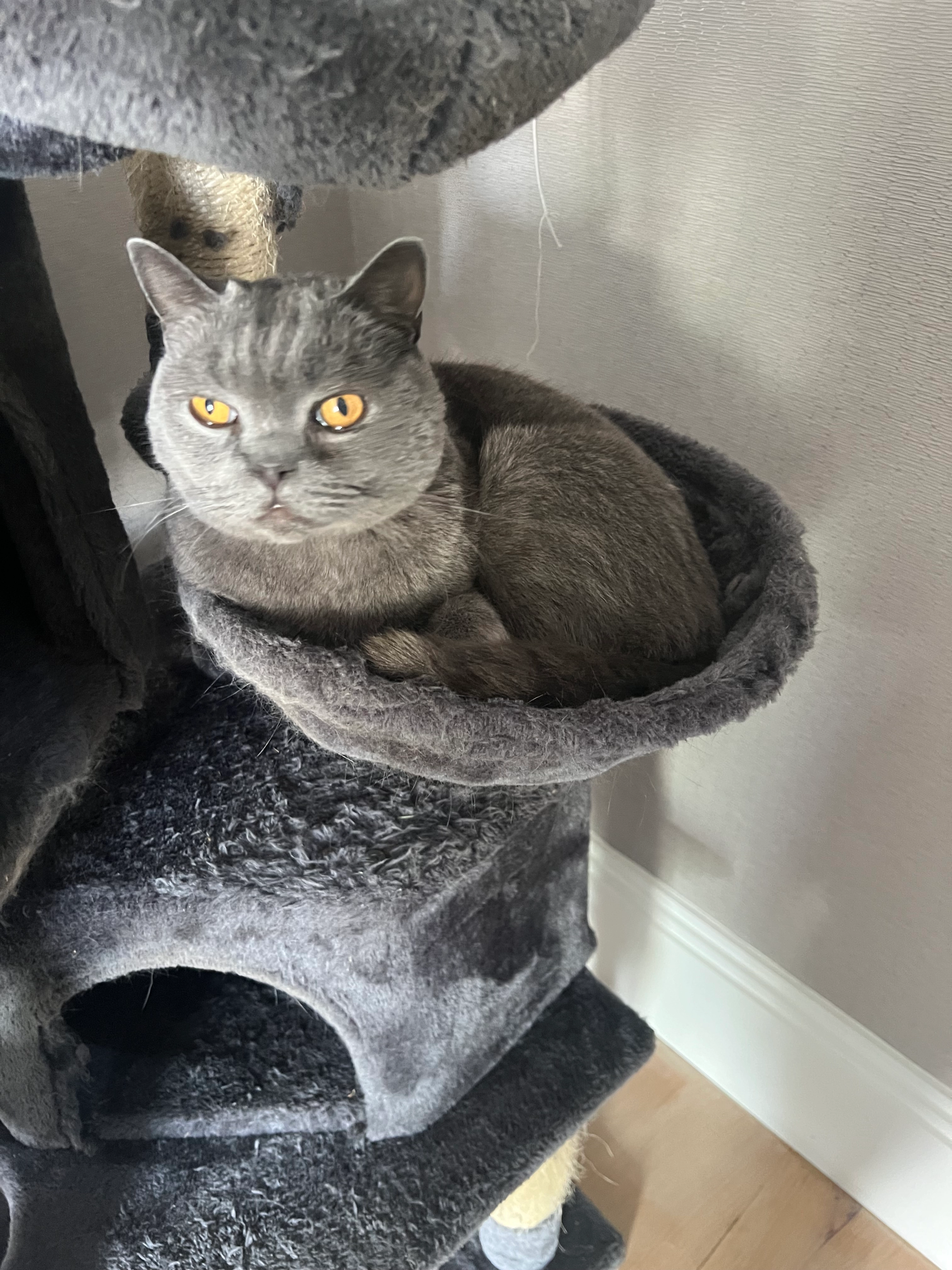 Florida - Estrada da Fonte Velha, Cascais