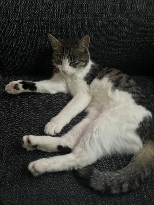 Luna - Porcher Road, Exeter