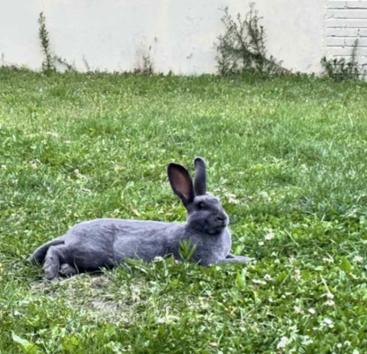 Pas de prénom (récent) - Rue Jean Werth, Anzin