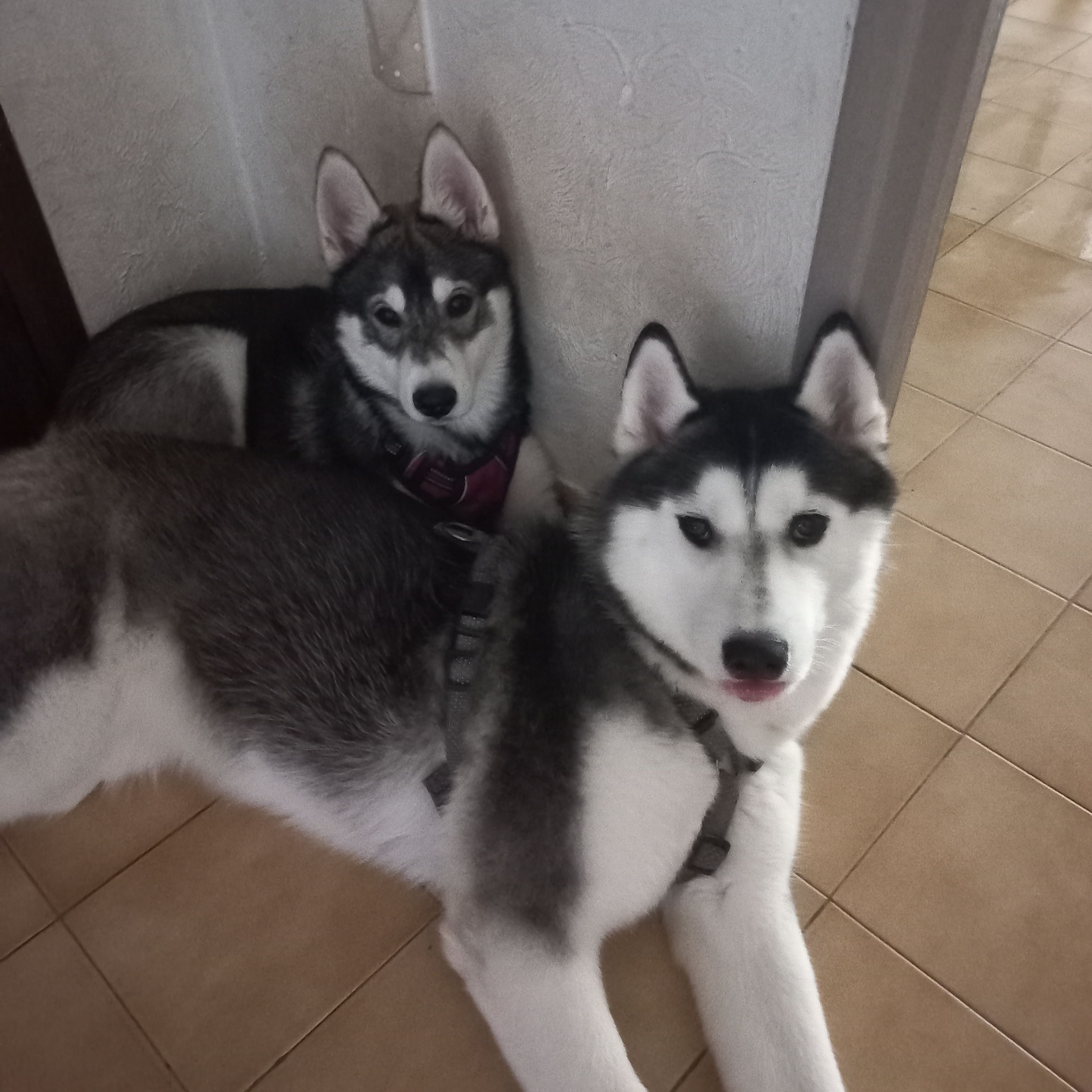 Hatchi - Avenue Jean Jaurรจs, Les Arcs