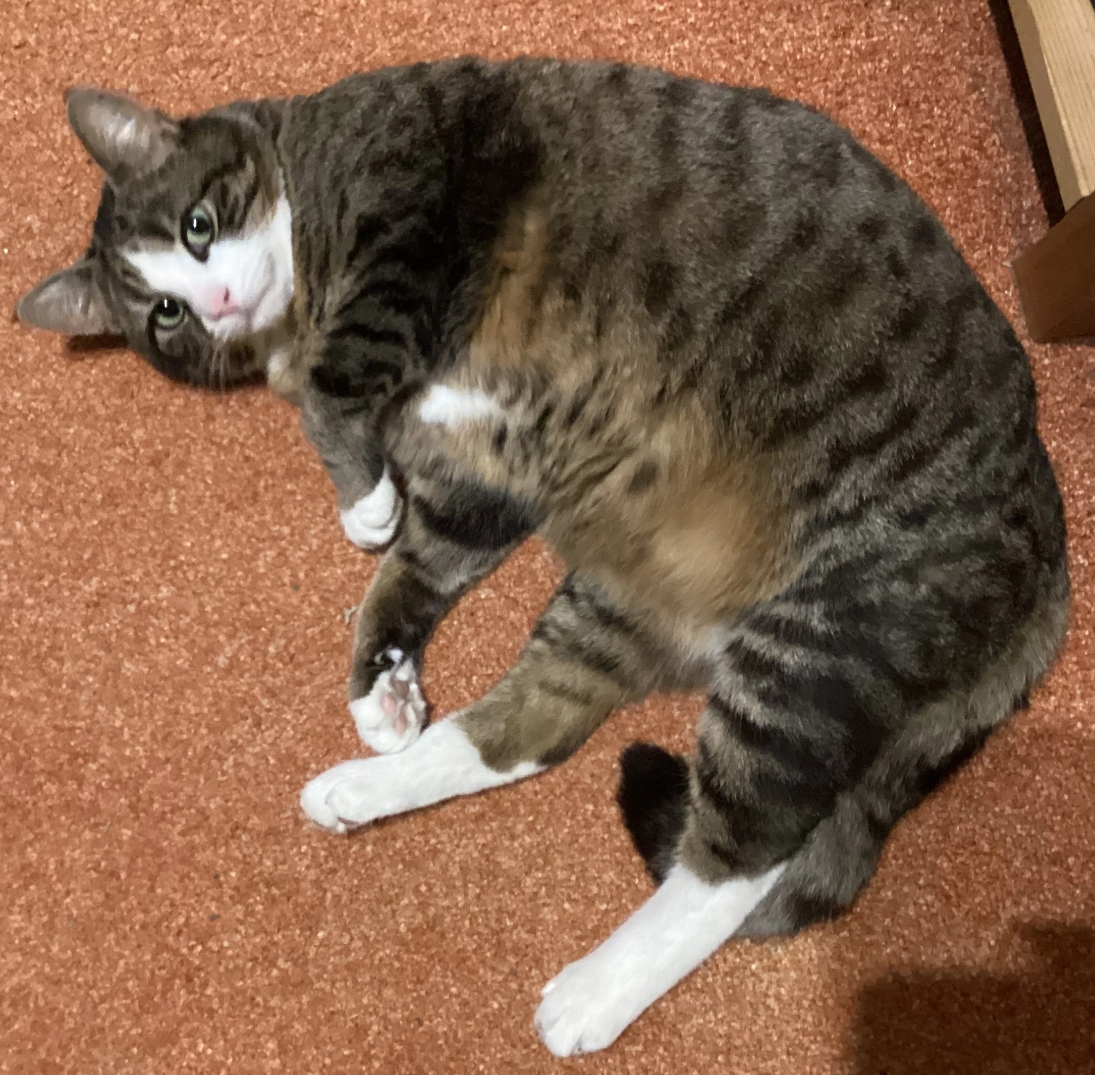 Peperoni - Liststraße, Dresden