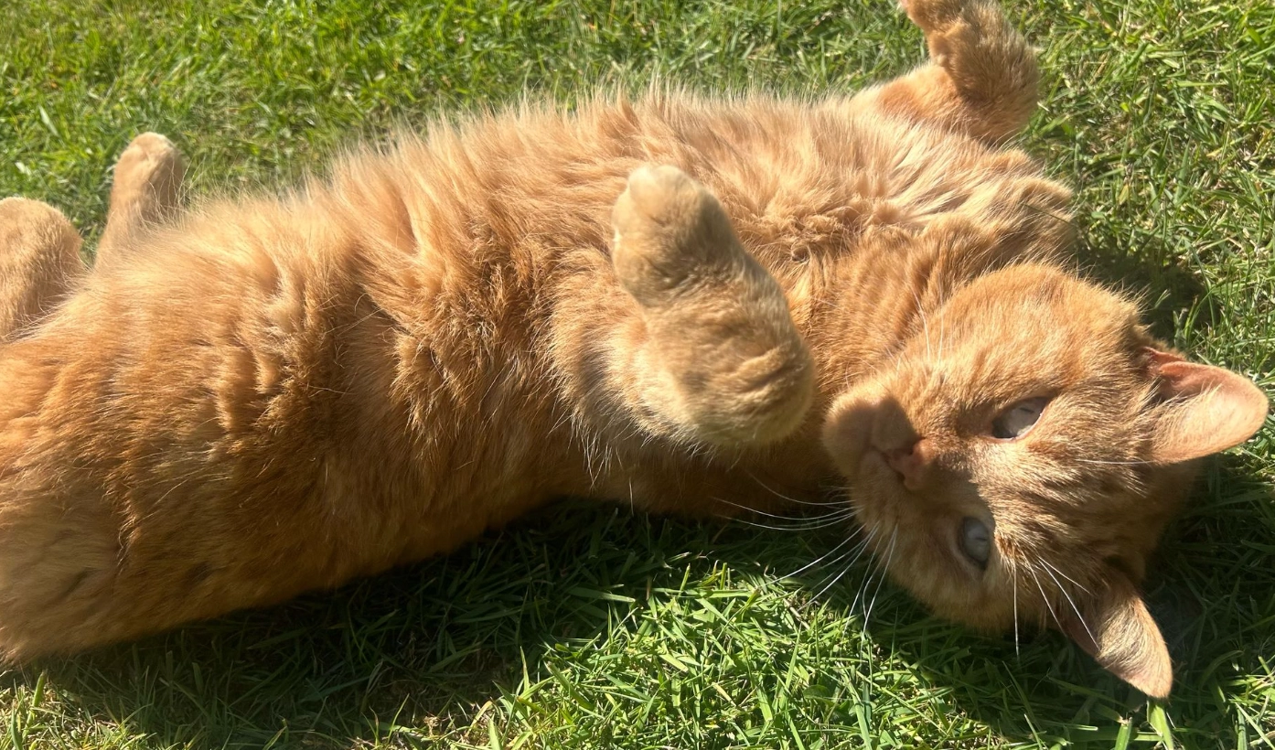Gordon - Grange Close, Halstead