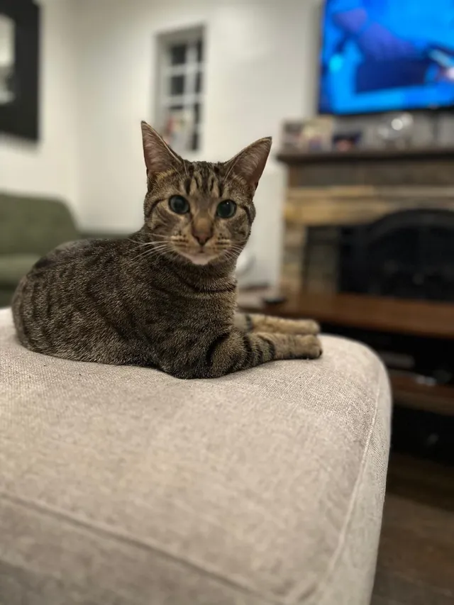 Trixie - 23142 Arlington St, Dearborn