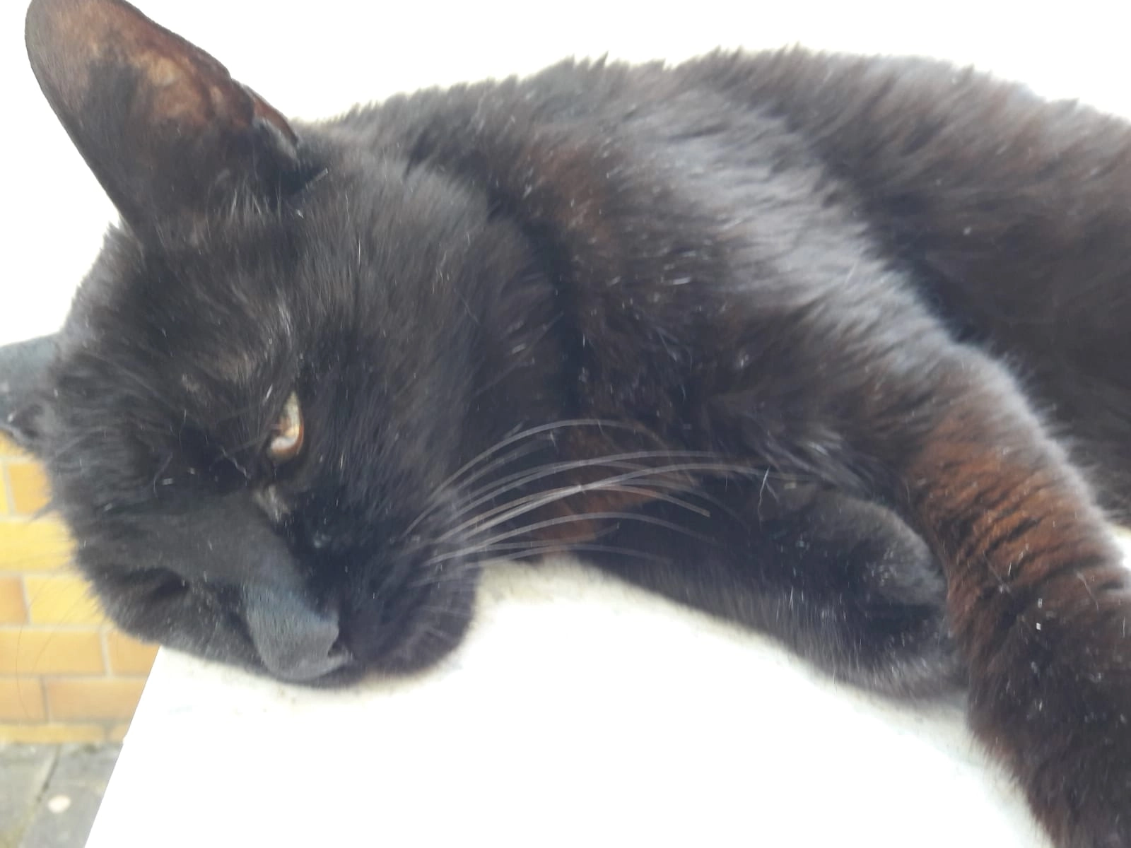 Paul - Zum Neusatz, Worms