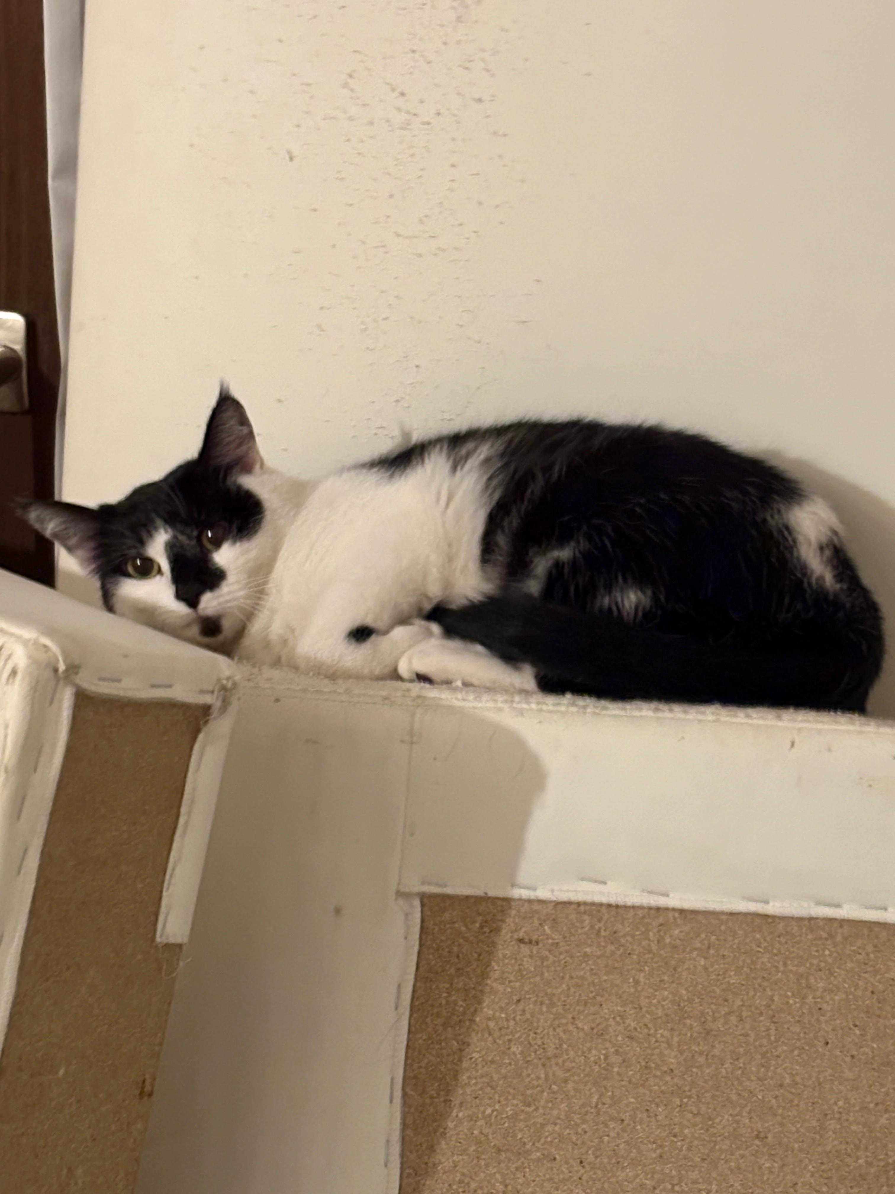 Schlumpfine - Römerstraße, Trier