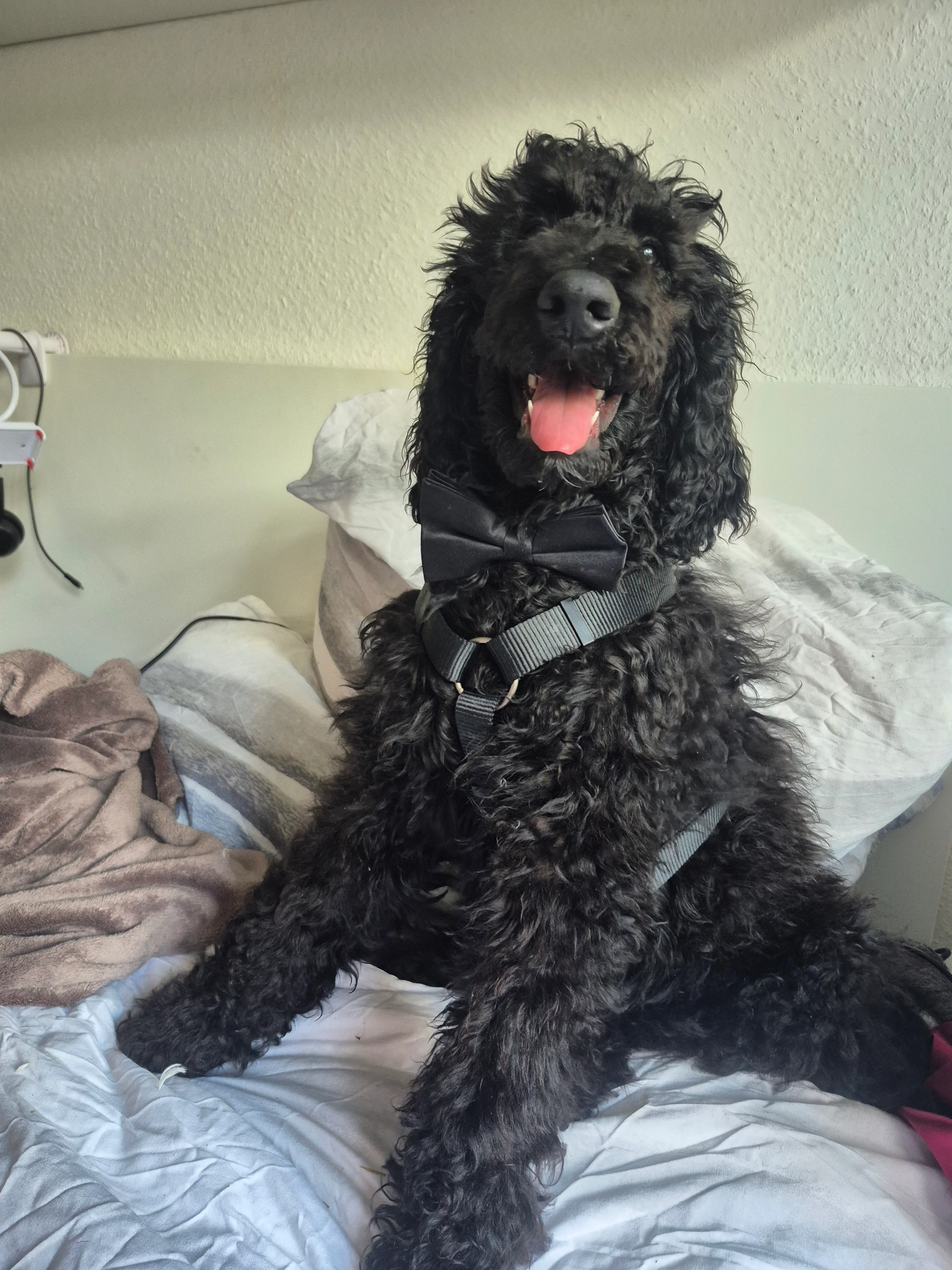 Gonzo - Thaerstraße, Leipzig