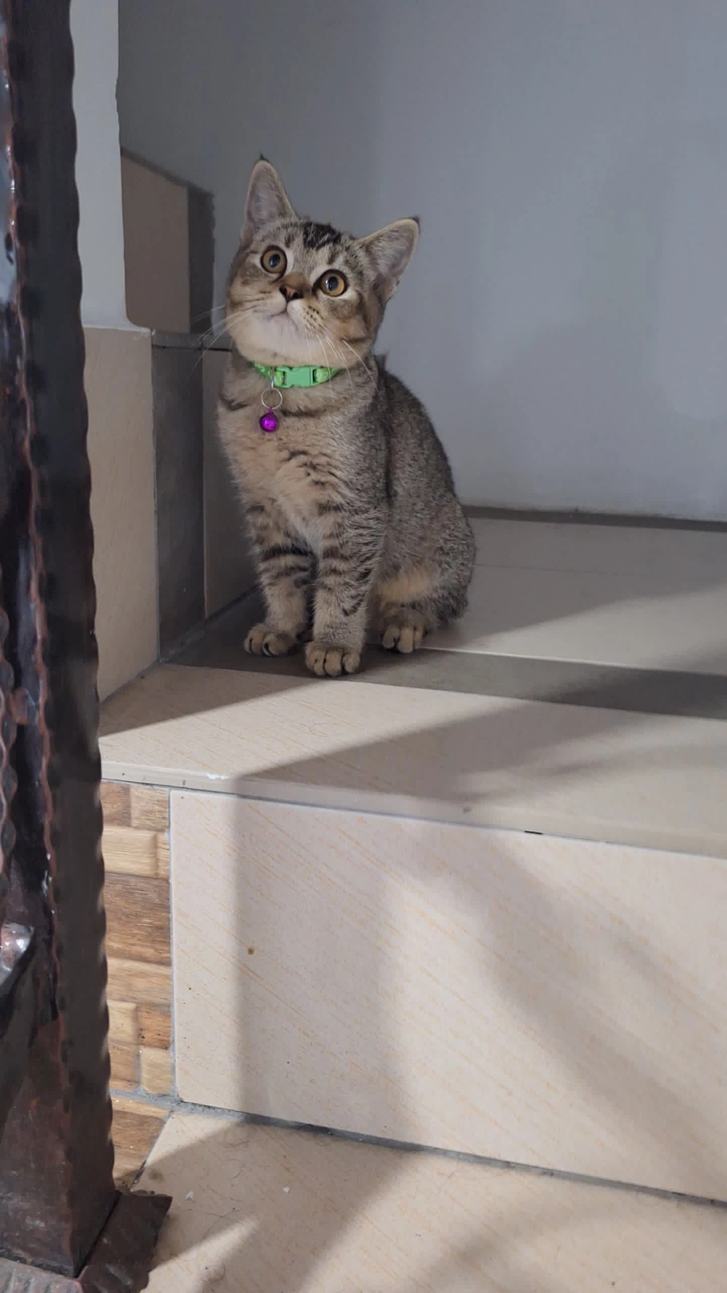 Tony - 63300, Cyberjaya